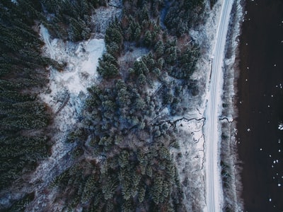 航拍照片的松树覆盖着雪
